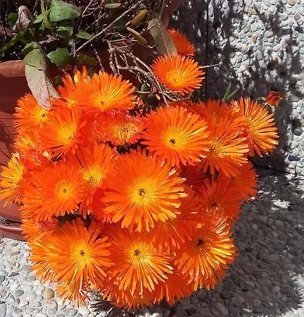 Гостевой дом Casa Da Serra